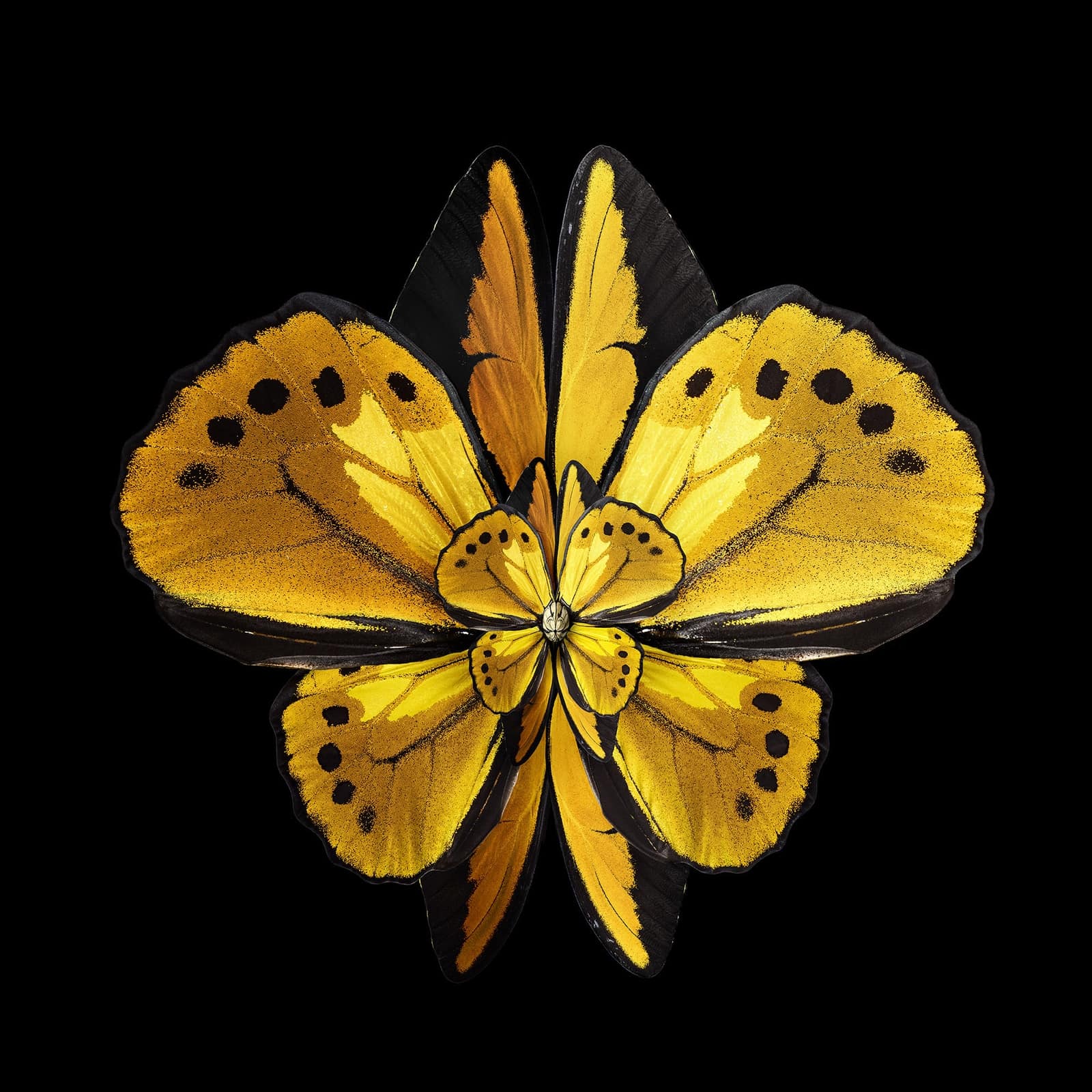 Лепесток крыло бабочки. Себ Жаньяк. Цветы из крыльев бабочек от Seb Janiak. Бабочка с крыльями из цветов. Мимесис цветок.